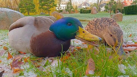 Back to Crunching Ice for the Mallard Duck Couple