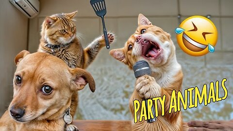 Funny Party Animals videos part 2 - Funny cats/dogs - funny animal