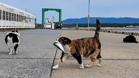 Sunday afternoon fishing port cats' fish party