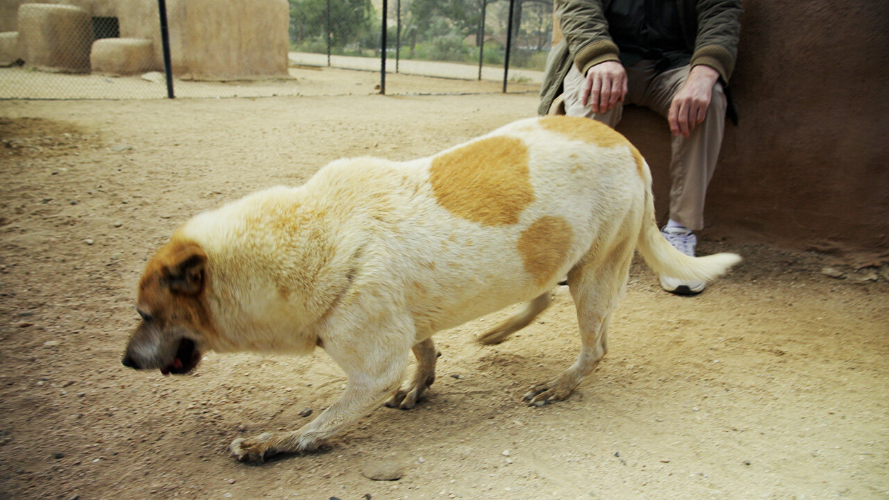Old dog rescued after a lifetime of pain realizes he's loved now..