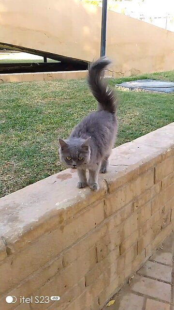 The Cat Lover Saudia arbia video in garden