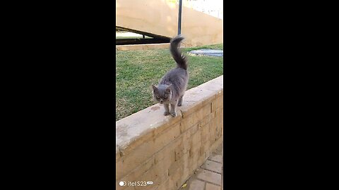 The Cat Lover Saudia arbia video in garden