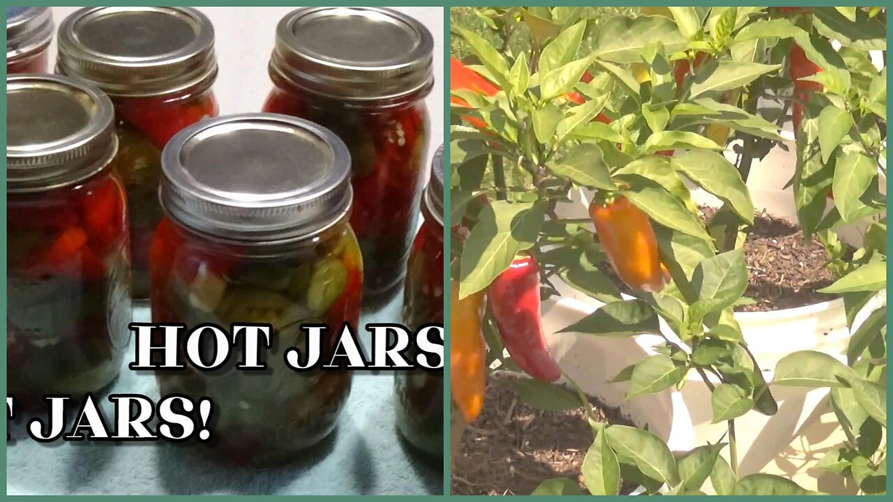 HOT PEPPERS JALAPENO BANANA FROM BUCKETS TO JARS