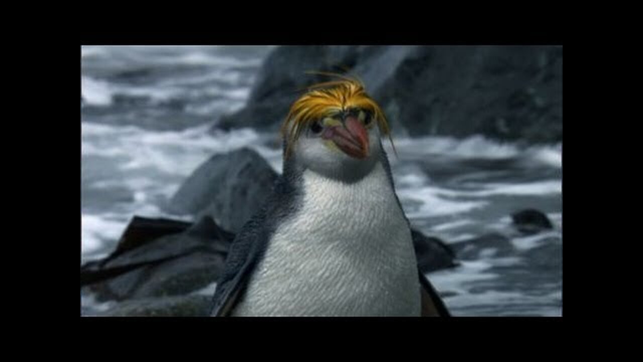 Royal _Pengwings_ Penguins