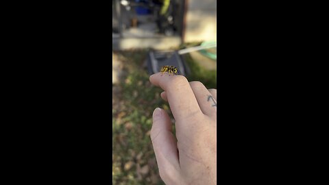 Bees and shaky knees