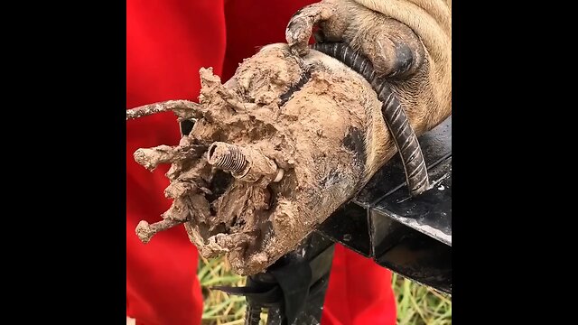 cow Hooft cleaning nails and etc