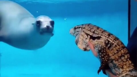 Sea Lion😮Fascinated😮By👉Lizard🦎Visitor👀🤣😎