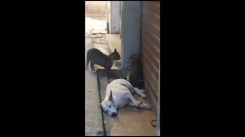 cats fighting