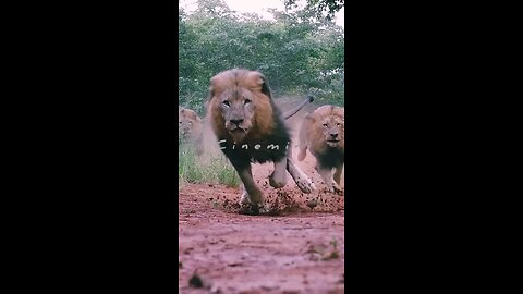 Live indiana wildlife sanctuary gir angry lions running