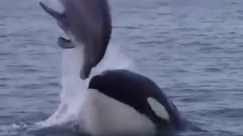 💋Orca and Dolphin Friends?