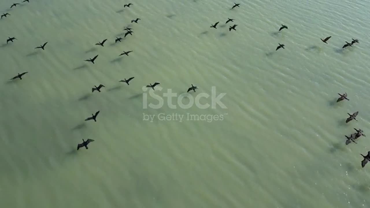 Cormorants flying