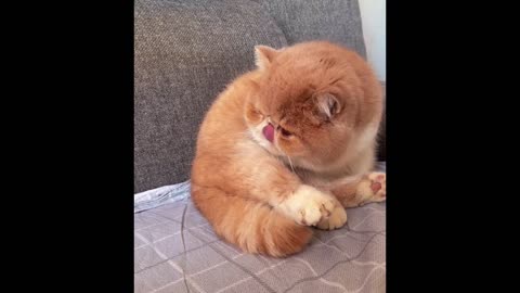 a cute orange cat licking itself