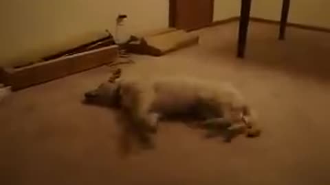 Dog walking while sleeping #funny viral video