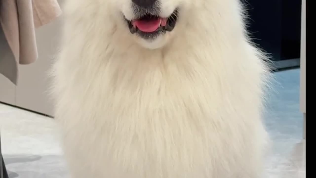 "Samoyed; My ears can dance, you know!"