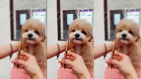 Adorable Puppy Gets a Makeover!