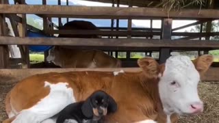 Puppy making friends with a baby cow..