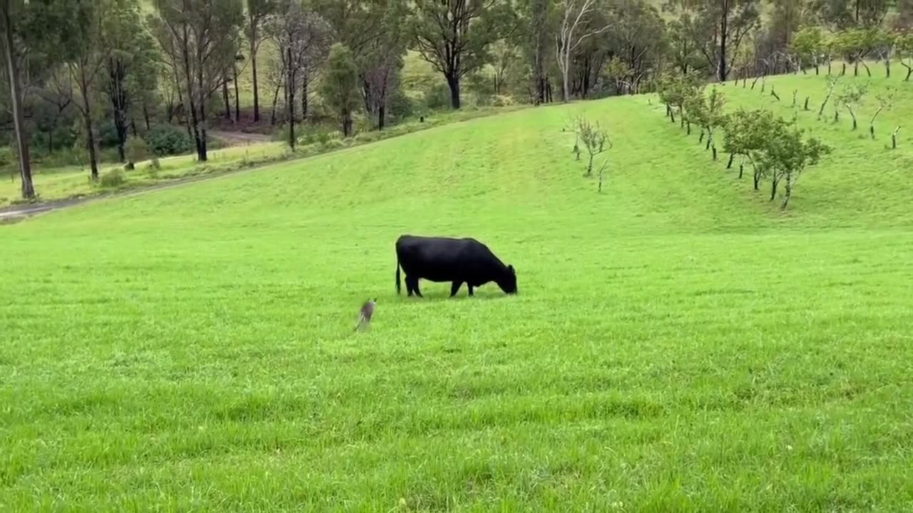 Kangaroo Vs Black Cow