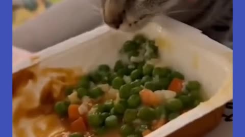 Try not to laugh!! 🤣🤣 Funny animals!!!