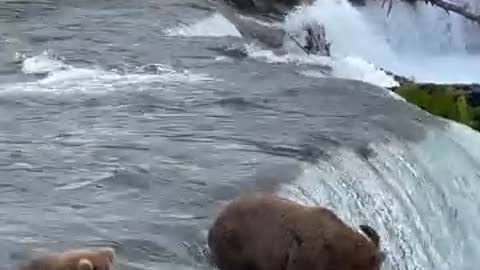 It’s mesmerizing watching the red salmon jump into the Brooks Falls.