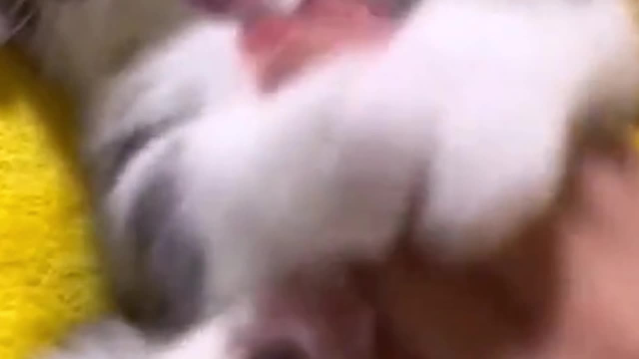 Cute Cats Tik tok - Pet Antics #Short #Catshorts