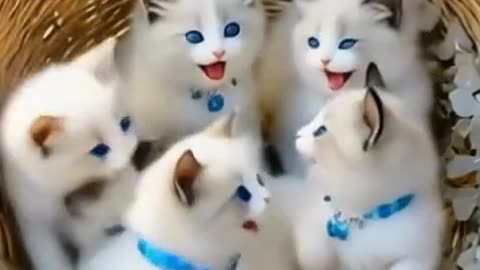 🐱🤣 Funniest Cat Video Ever! 😹 See Viral Video