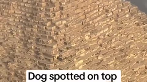 Dog spotted at the top of a pyramid