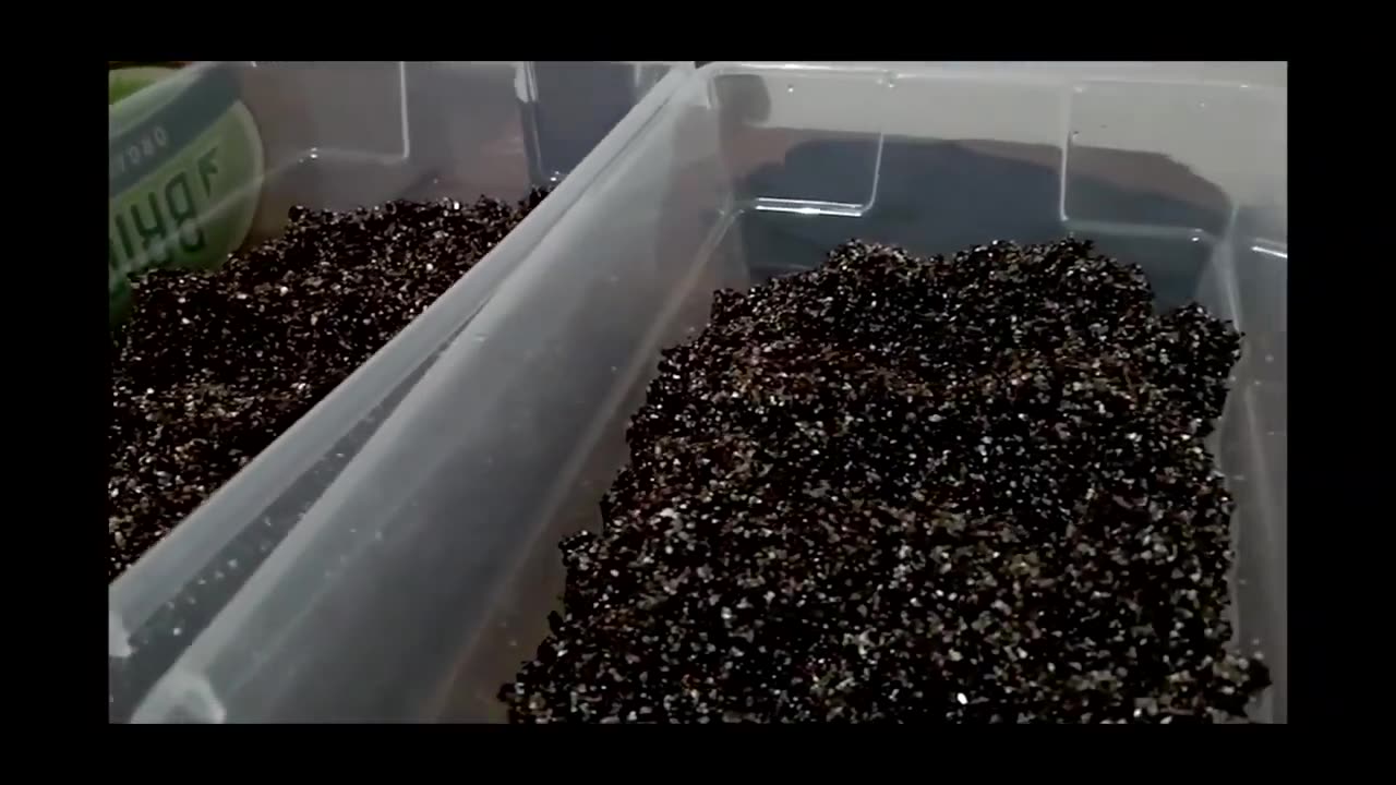 How to Make Substrate Grow Mushroom Growing Mushrooms Easy Home Mycology
