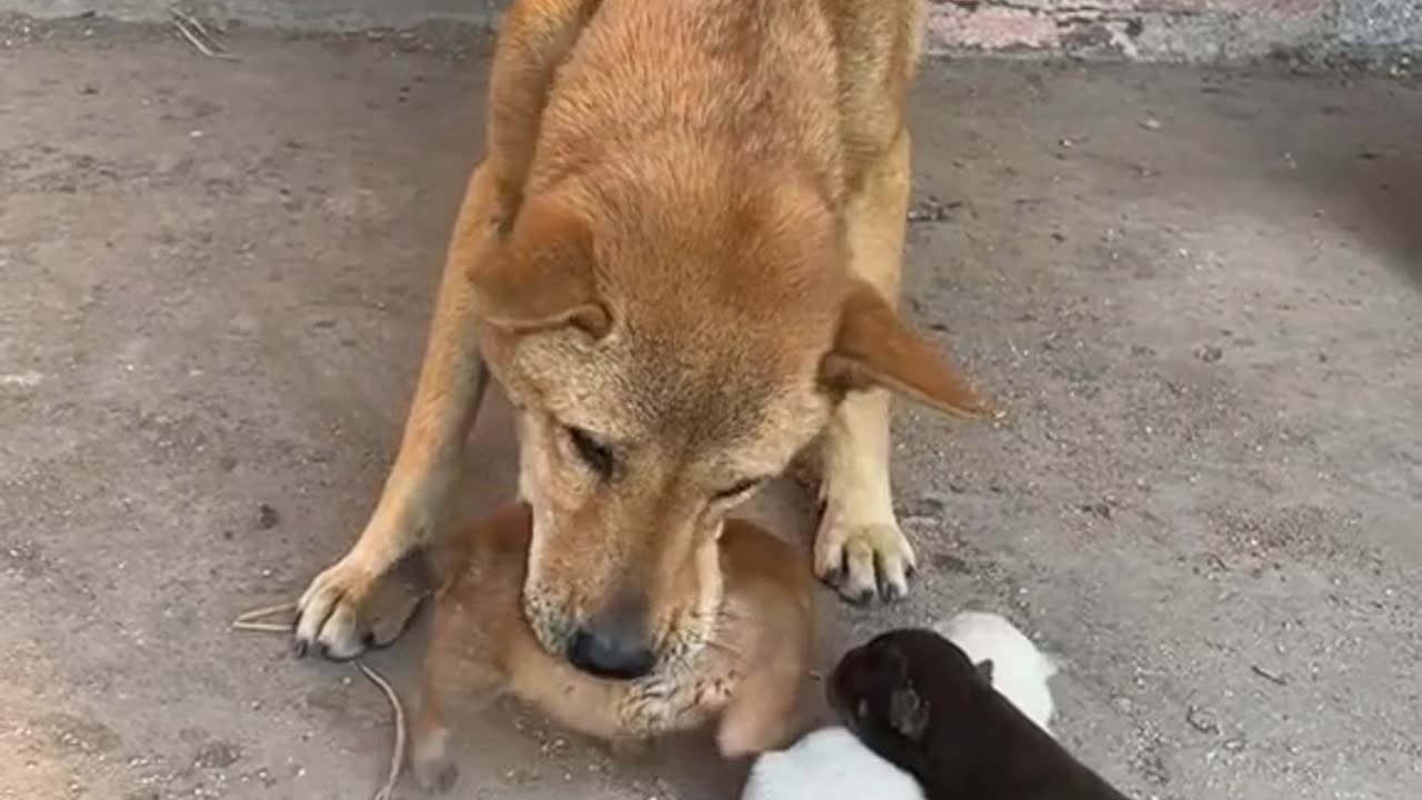 kind mother