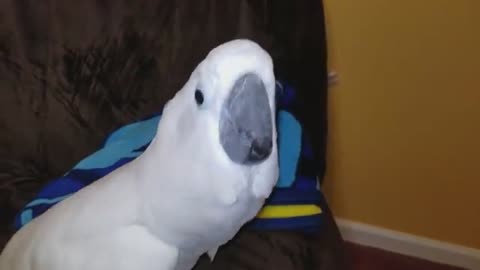 A Baby Cockatoo's Destructive Beak! Rarr!