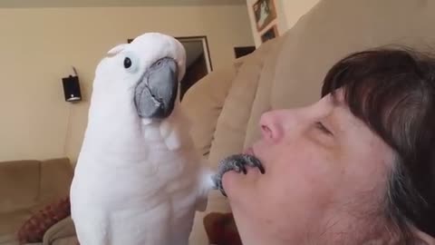 My Fancy White Crested Chicken Wanna Be Dentist