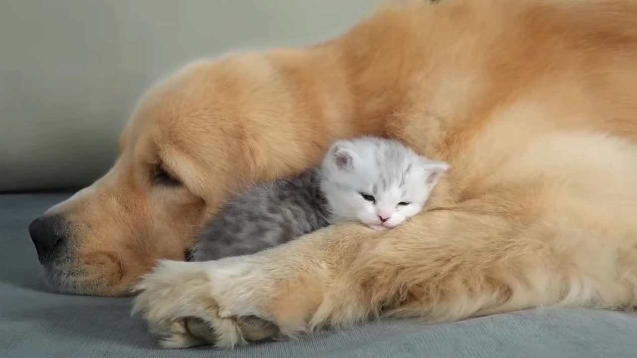 Cat and dog daily life . Funny and lovely pet