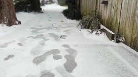 Rare Winter and Heavy Snowfall Blankets New Orleans Louisiana