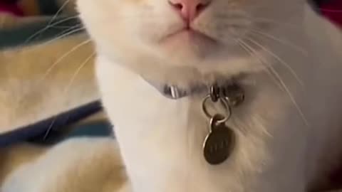 Try Not to Laugh 😂 Funny Cats Compilation – 41 Seconds of Pure Chaos!