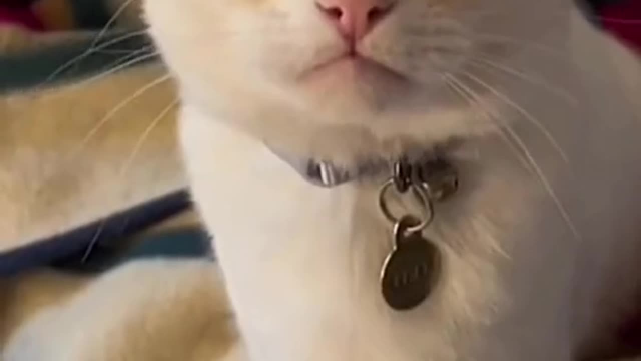 Try Not to Laugh 😂 Funny Cats Compilation – 41 Seconds of Pure Chaos!