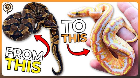 5 Sleeper Genes that will Enhance your Ball Python Collection!