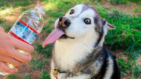 Funniest Animals 🐧 - Best Of The 2024 Funny Animal Videos 😁 - Cutest Animals Ever part:- 5455