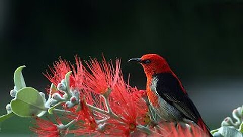 Bird feeder live