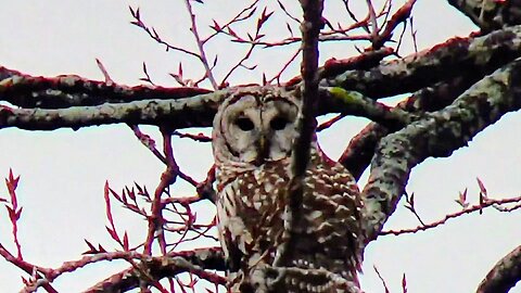 Barred Owl