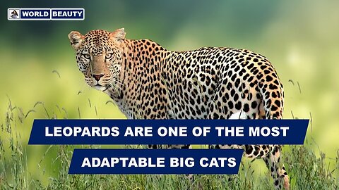 Leopards are one of the most adaptable Big cats | World Beauty | Leopards