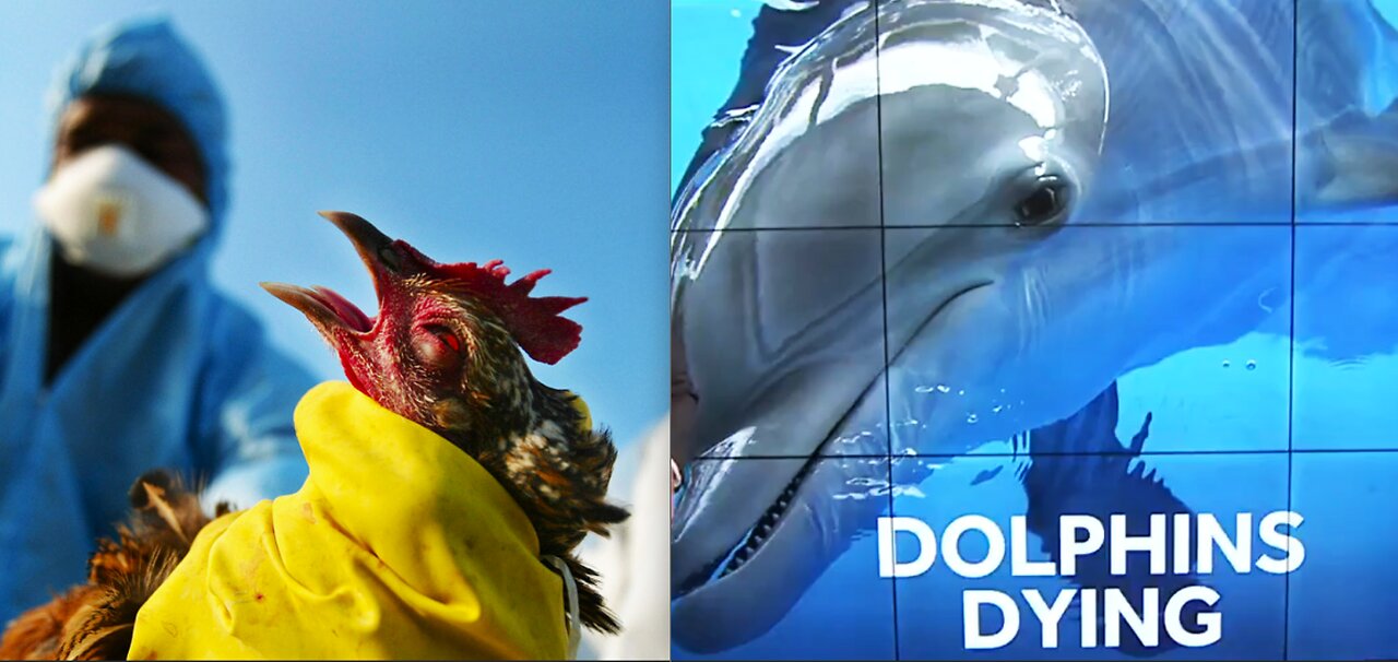 THE NEXT GLOBAL LOCKDOWN? BIRD FLU IN FLORIDA DOLPHINS? A LITTLE KNOWN SECRET FOR YOUR HEALTH*