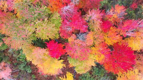 Colorful painting of nature😍🌹🌿🌺🌿😍