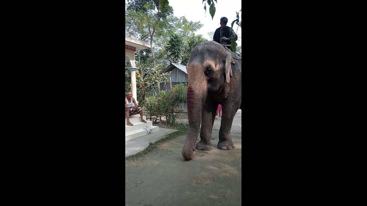 A big Elephant in our village