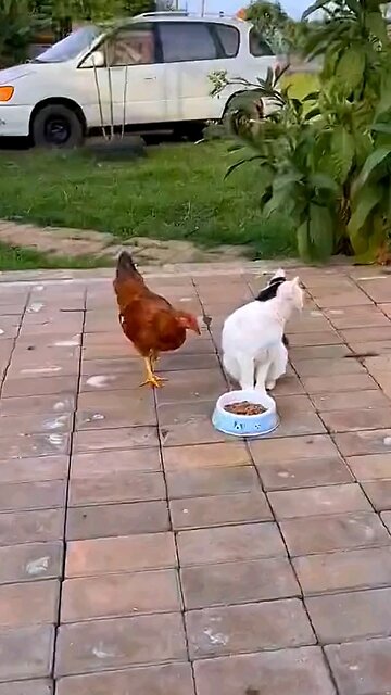 #cat #funny #funny videos #funny home tricks