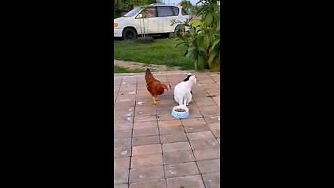 #cat #funny #funny videos #funny home tricks