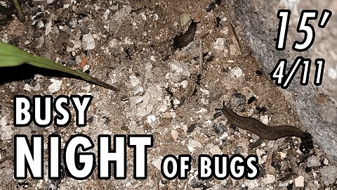 ASMR | Just as I like it. One night with lots of bugs here and there - 15' 4/11