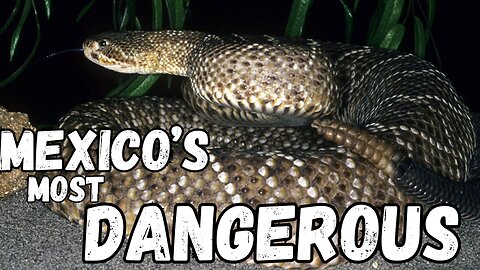 The Rattlesnake That RULES Mexico’s West Coast!