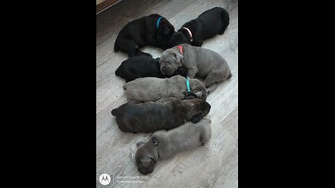 Warhammer Cane Corso pups