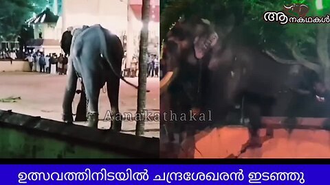 ഉത്സവത്തിനിടയിൽ ചന്ദ്രശേഖരൻ ഇടഞ്ഞു _ Elephant attack kerala 2024 _ Sharkara chandrasekharan attack