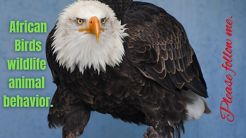 African Birds wildlife animal behavior.