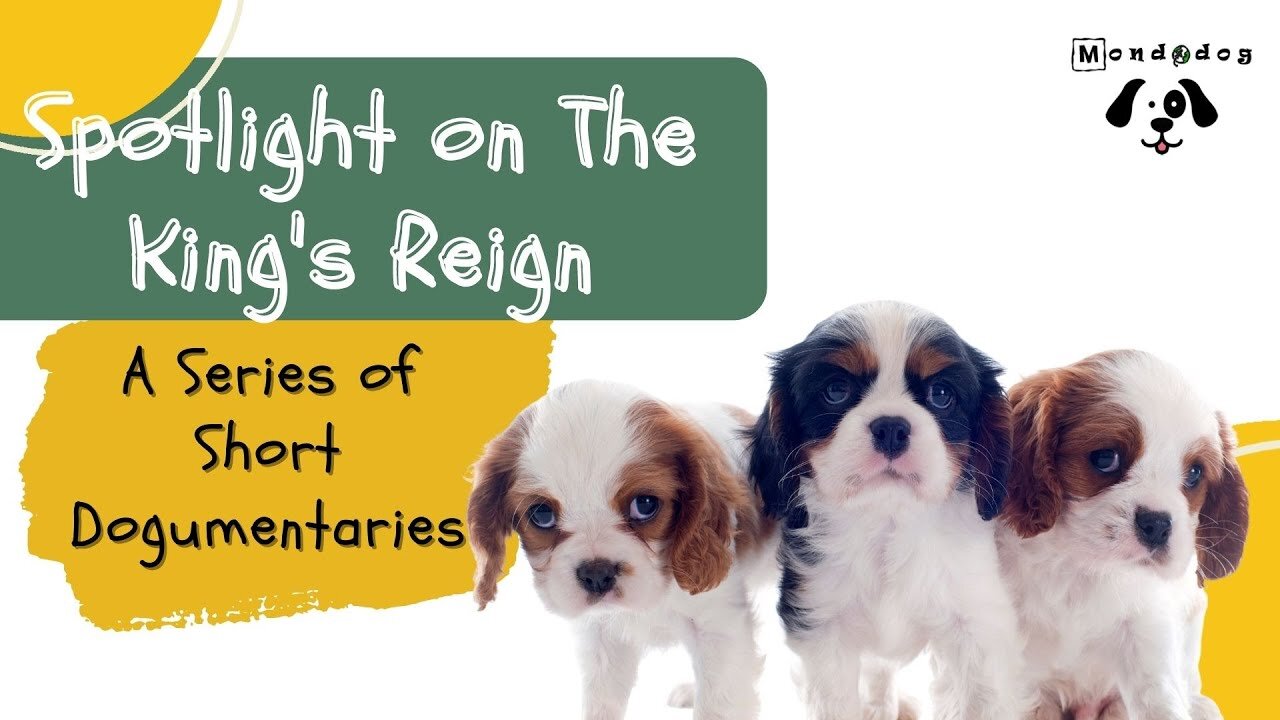 A Series of Short Dogumentaries The King's Reign dog